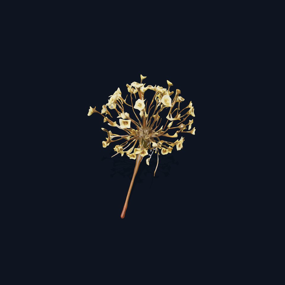 Babys Breath Flower Model Pack for Realistic Environments